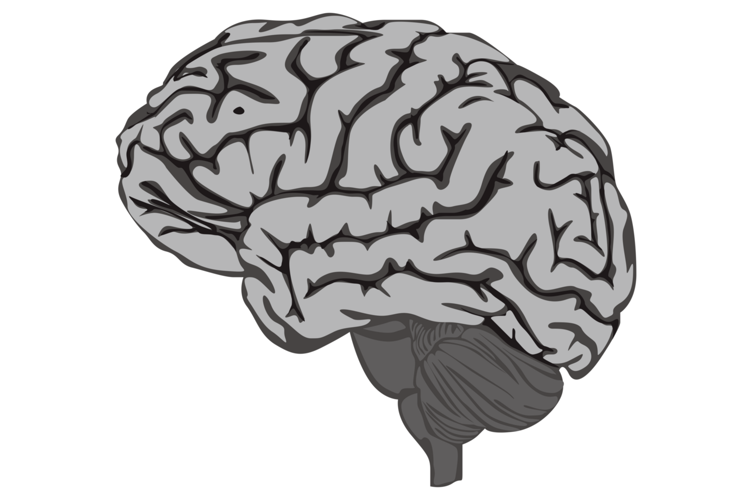 humano cerebro con transparente antecedentes png