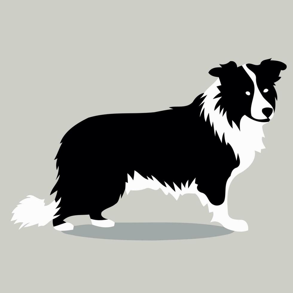 perro de el raza frontera collie silueta en negro y blanco vector