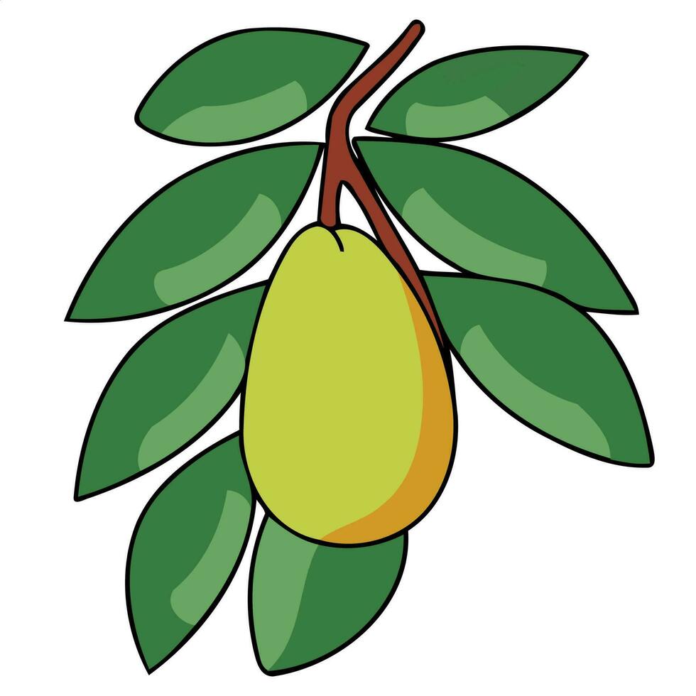 mango fruit with leaves vector