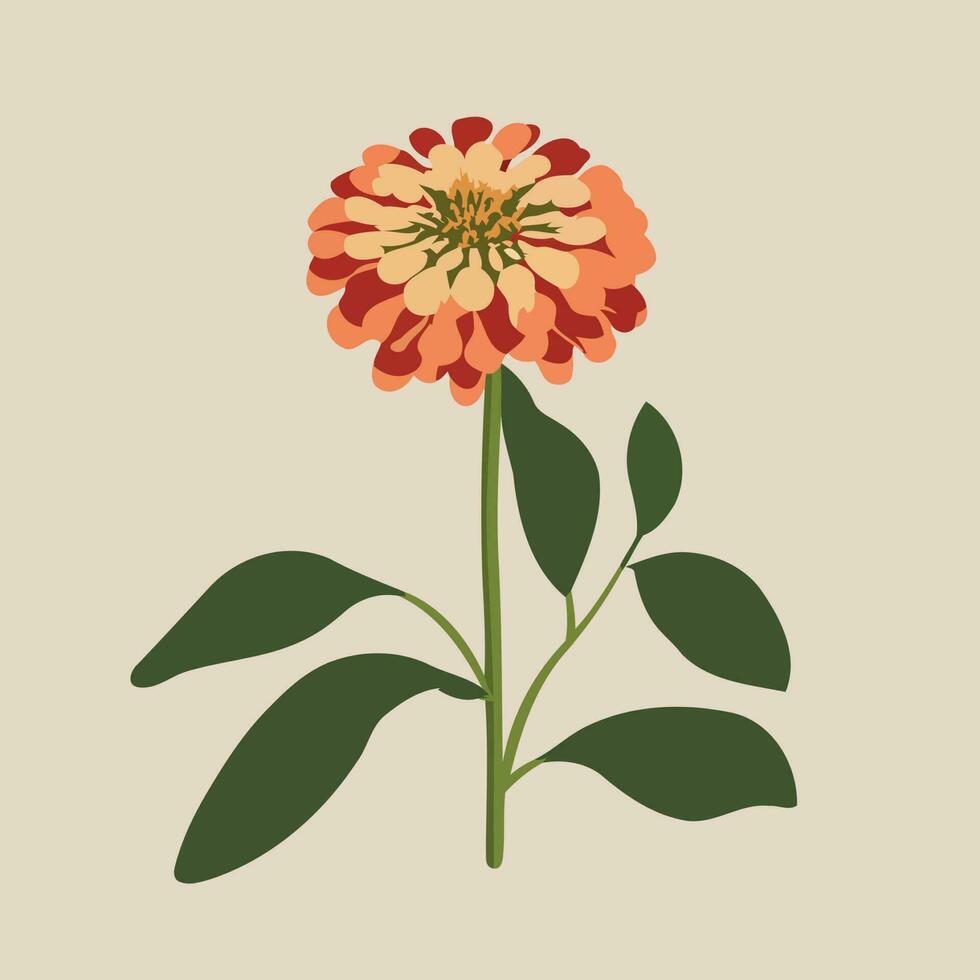 Zinnia flowering plant isolated vector