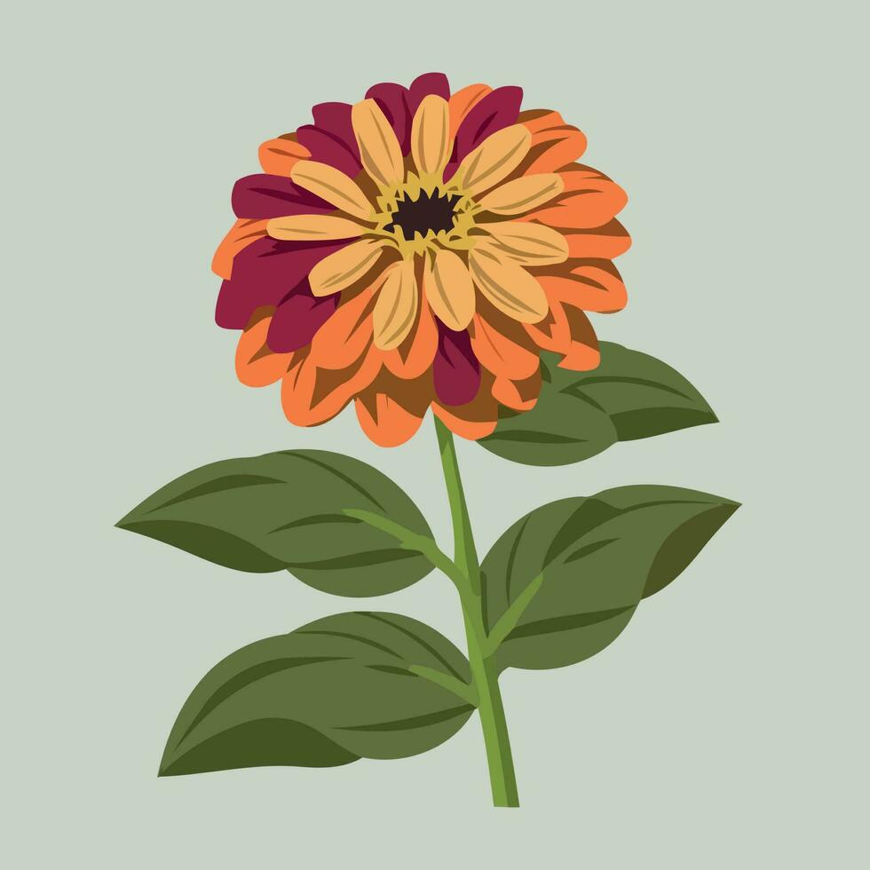 Zinnia flowering plant isolated vector