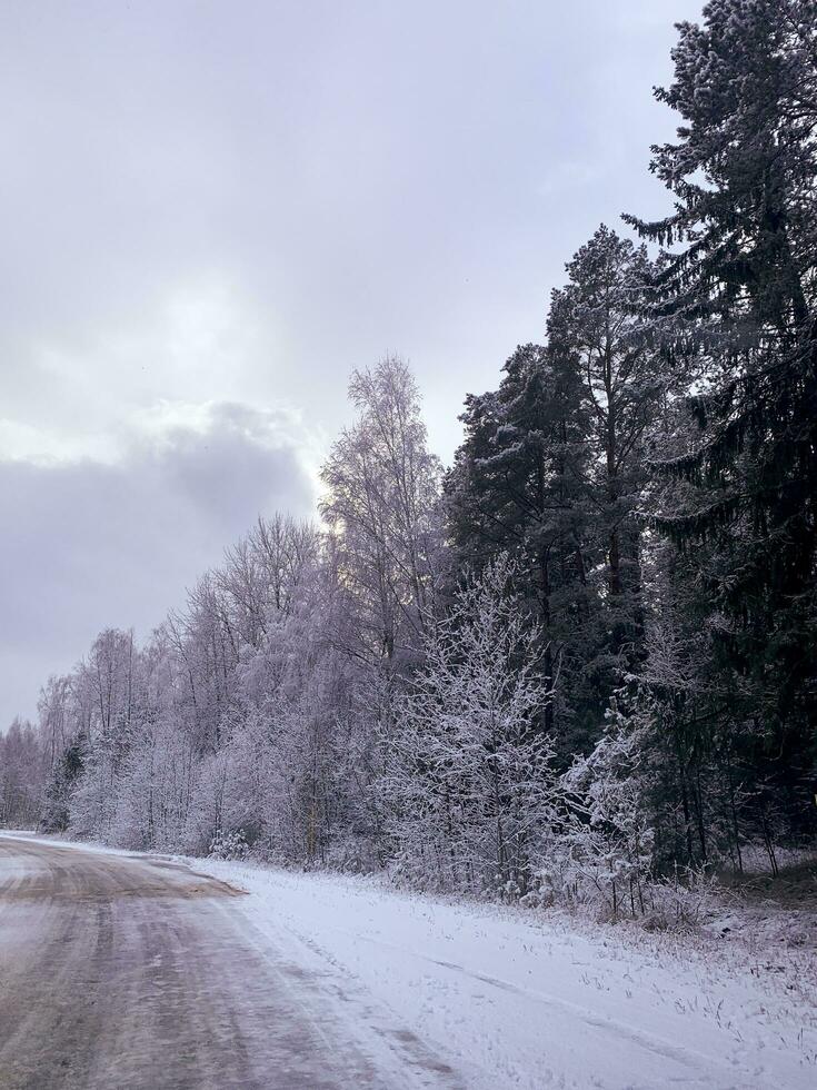 Beginning of winter. First snow on tree branches along road. Studio Photo
