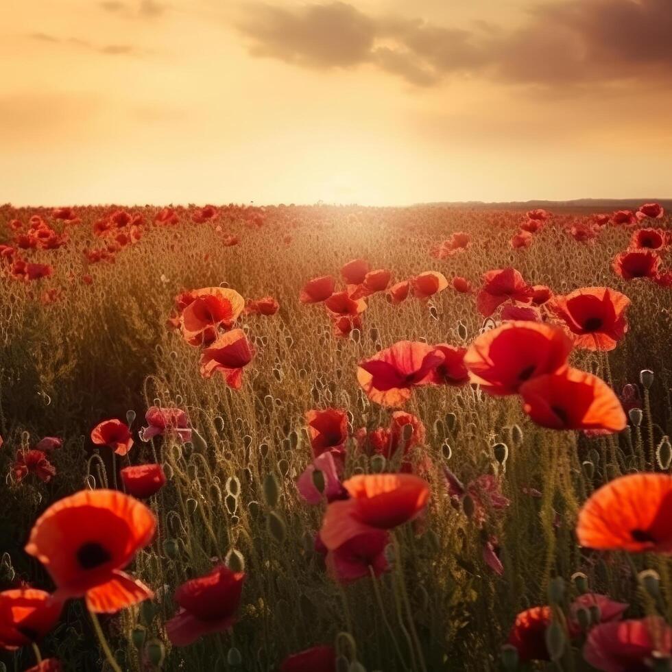Poppy flower background for Anzac day. Illustration photo