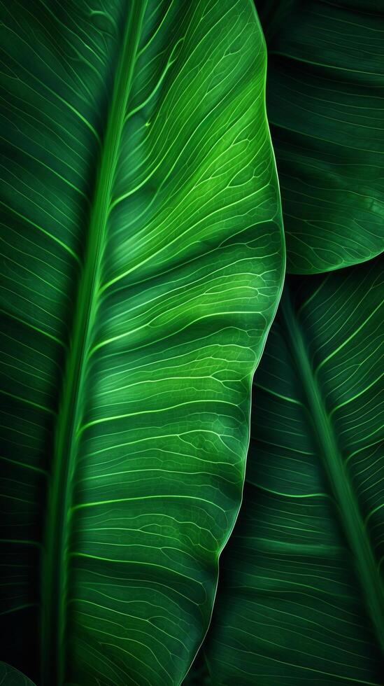 Palm leaf background. Illustration photo