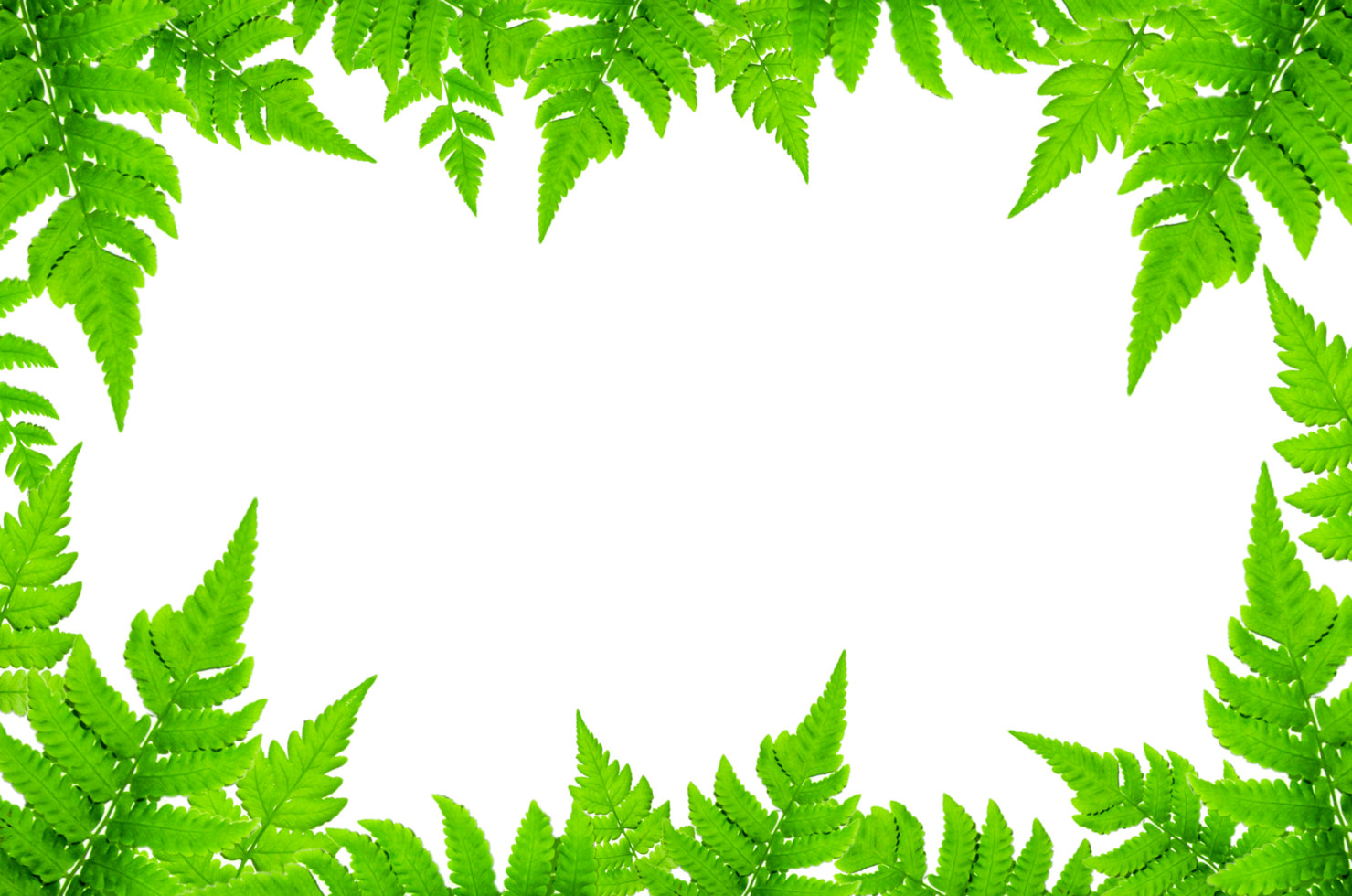 Cadre de vert feuilles et fleur. fond d'écran par vert feuilles et magnifique vert feuille. png