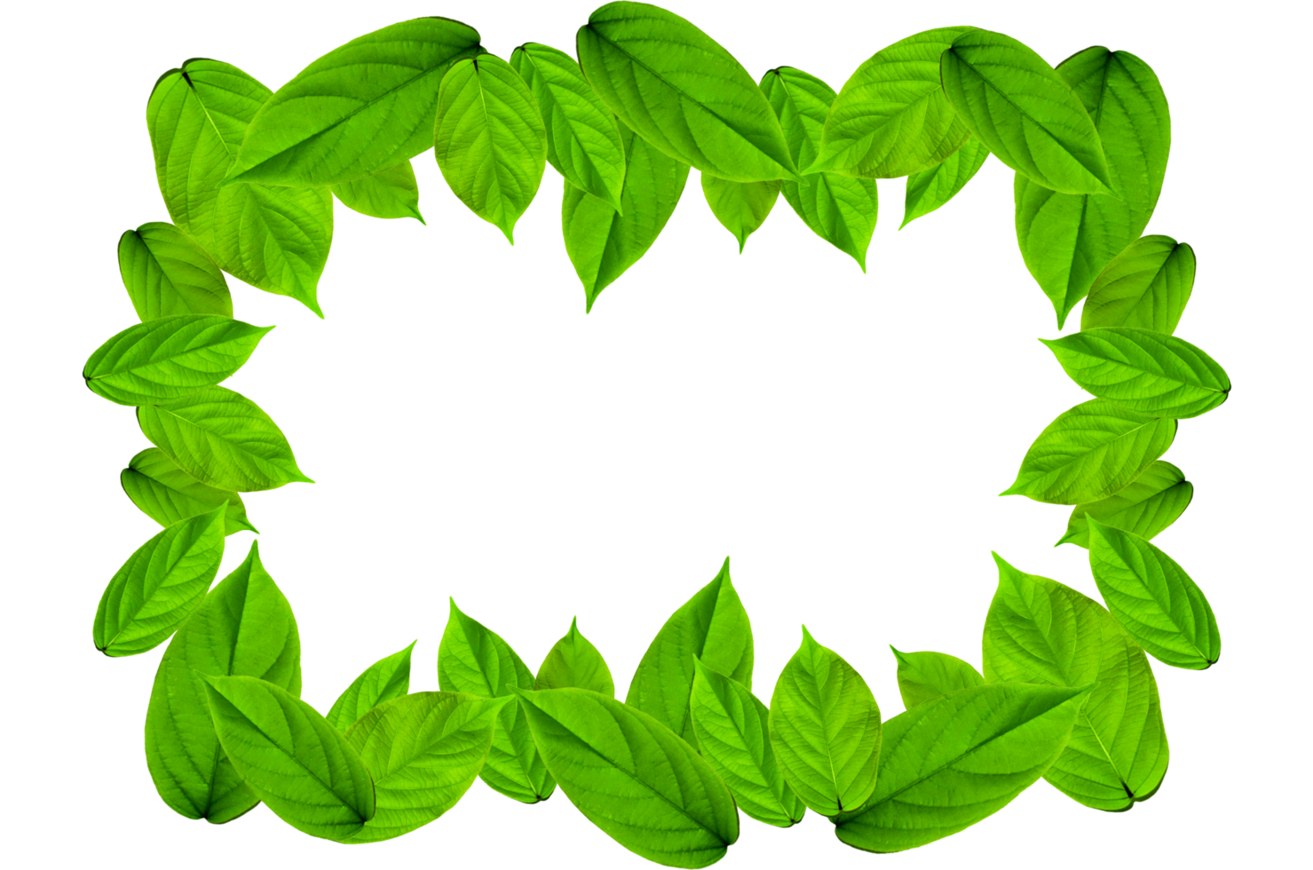 Frame of green leaves and flower. Wallpaper by green leaves and beautiful green leaf. png