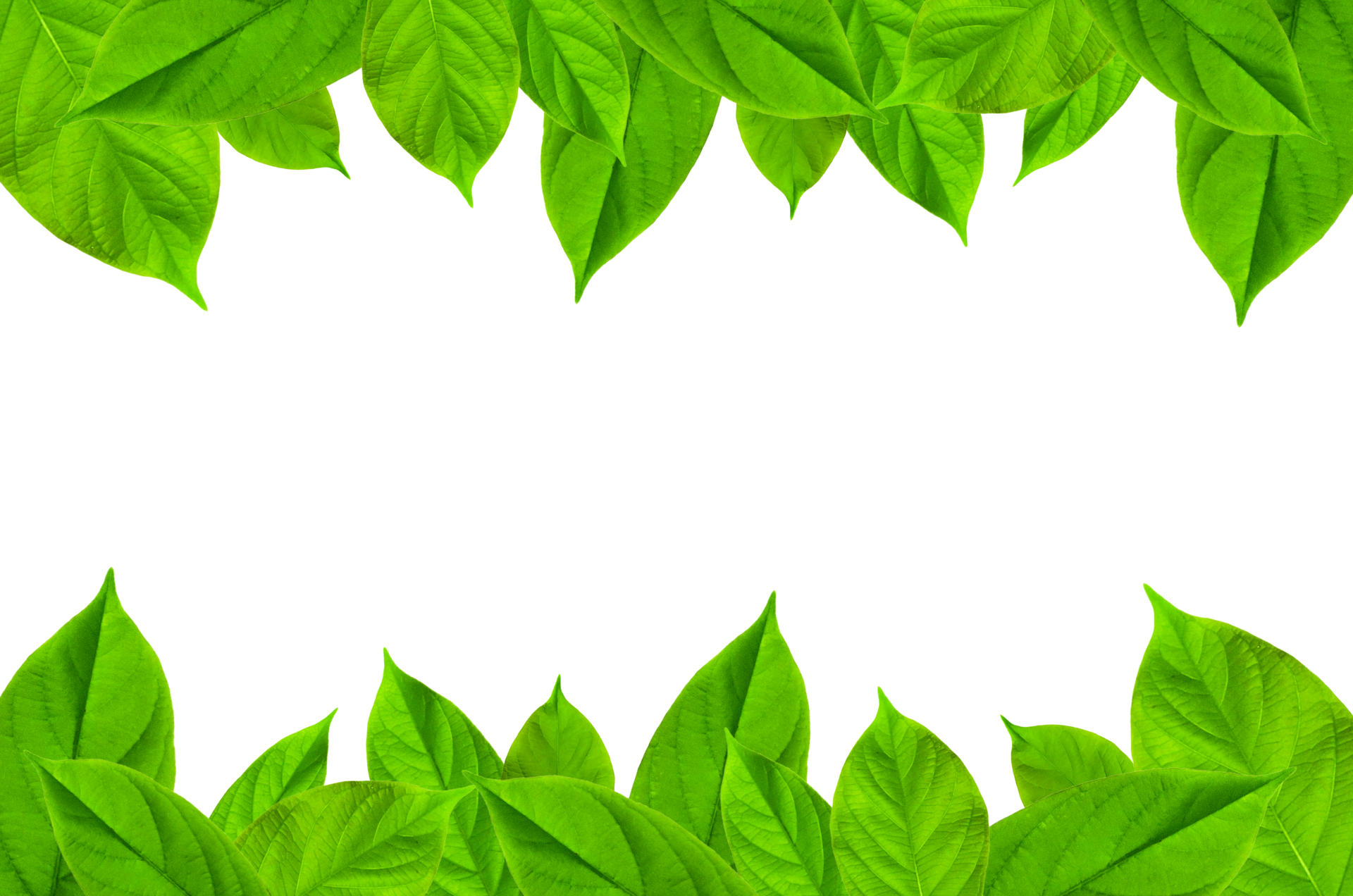 Frame of green leaves and flower. Wallpaper by green leaves and