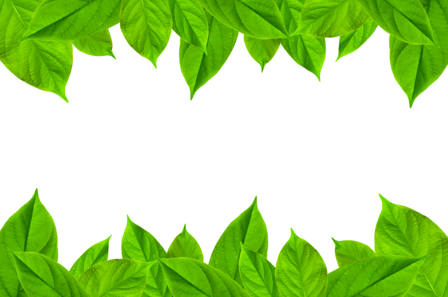 Frame of green leaves and flower. Wallpaper by green leaves and beautiful green leaf. png