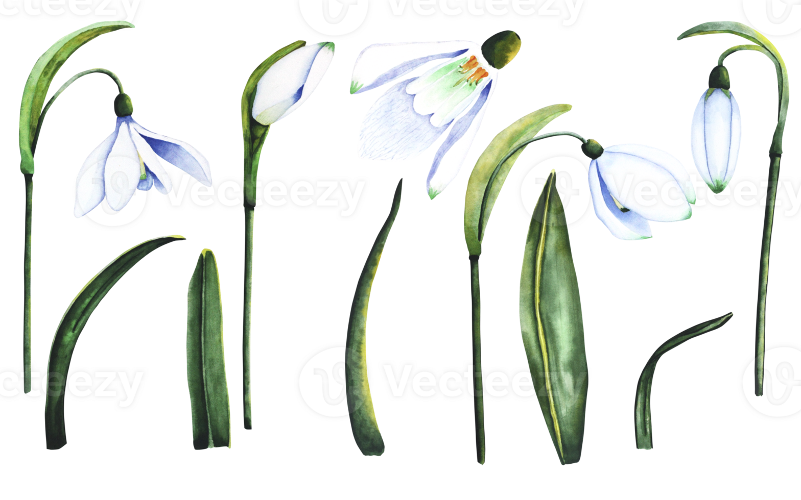 Aquarell Schneeglöckchen. botanisch Illustration von Blumen. Aquarell Illustration von Pflanzen auf ein Weiß Hintergrund. Knospe, Blume, Blütenstand, Blatt. zum drucken, Design und Dekor png