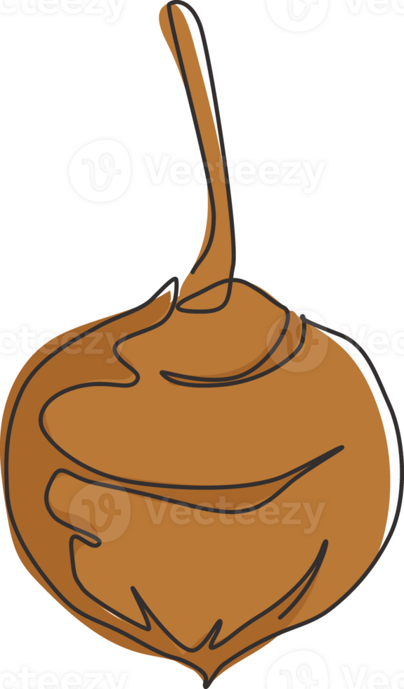 Single continuous line drawing of whole healthy organic jicama for