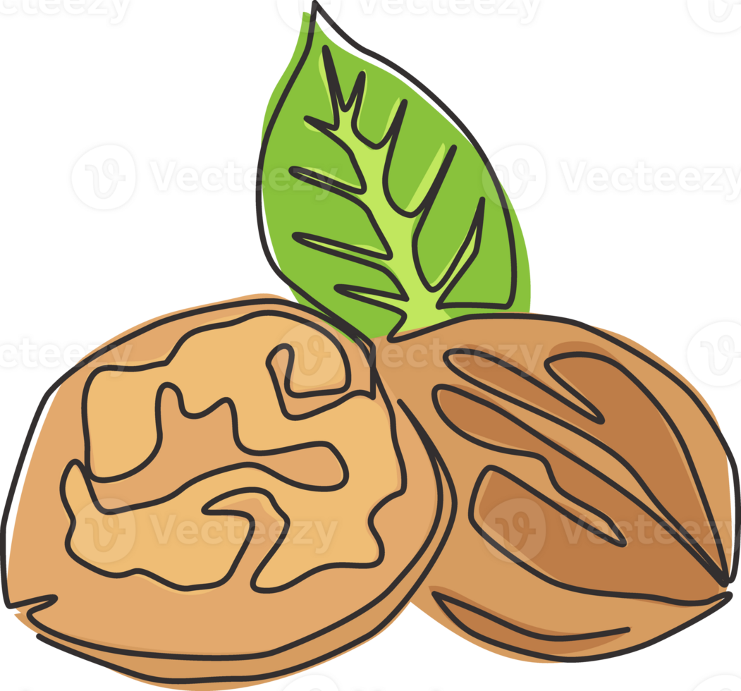 Single continuous line drawing whole healthy organic walnut and leaves for orchard logo identity. Fresh nutshell concept for healthy seed icon. Modern one line draw design graphic illustration png