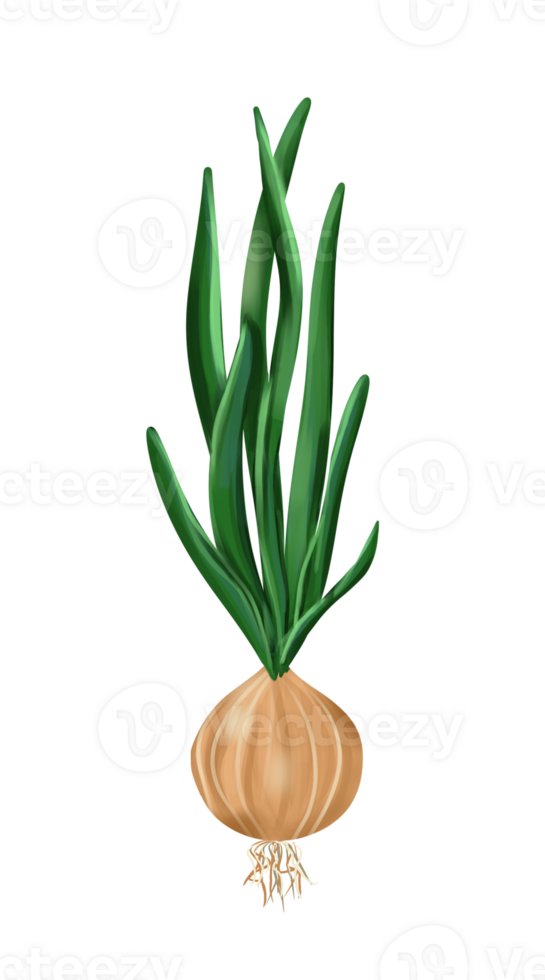 A head of onion with leaves and roots is an ingredient of the dish