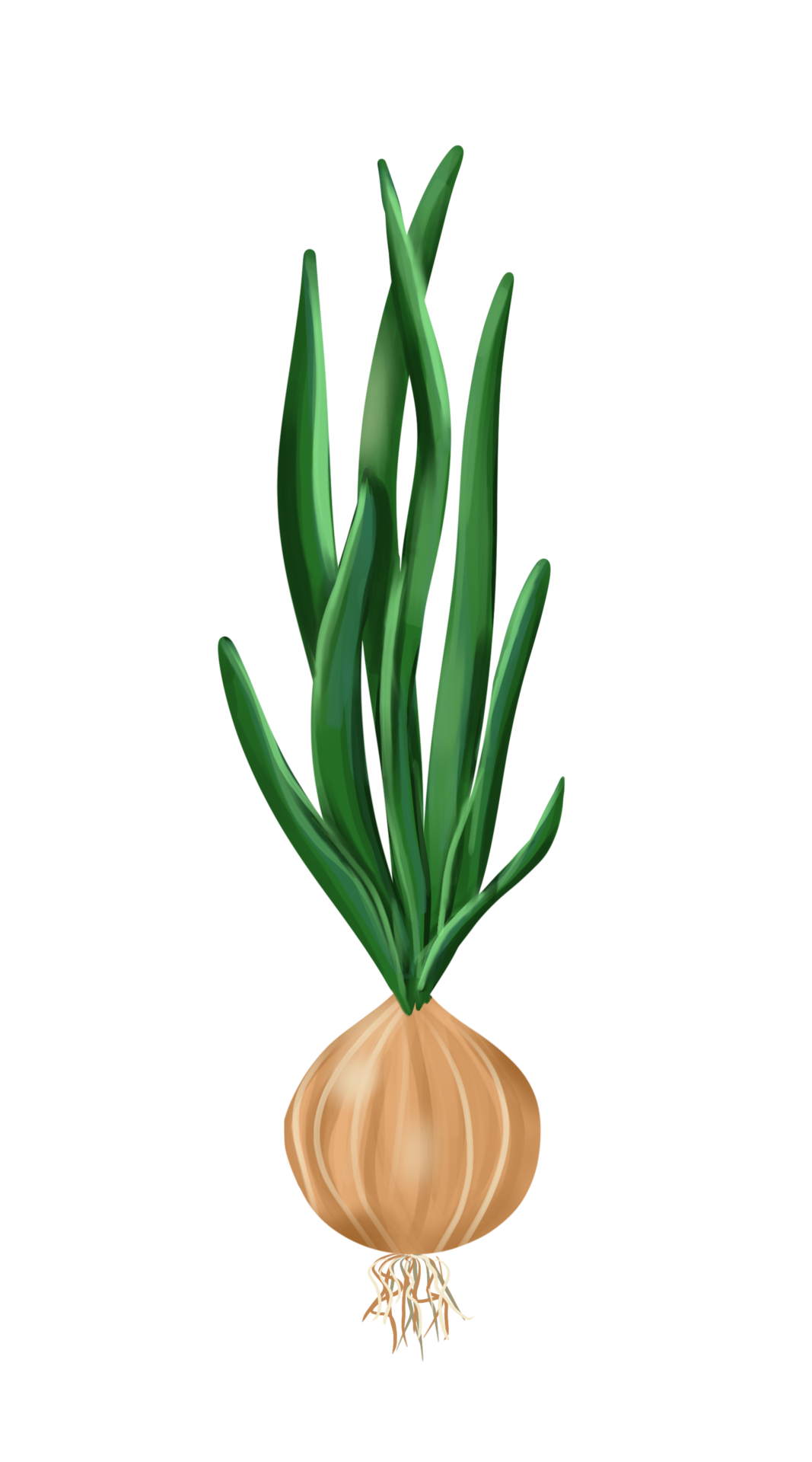 un cabeza de cebolla con hojas y raíces es un ingrediente de el plato