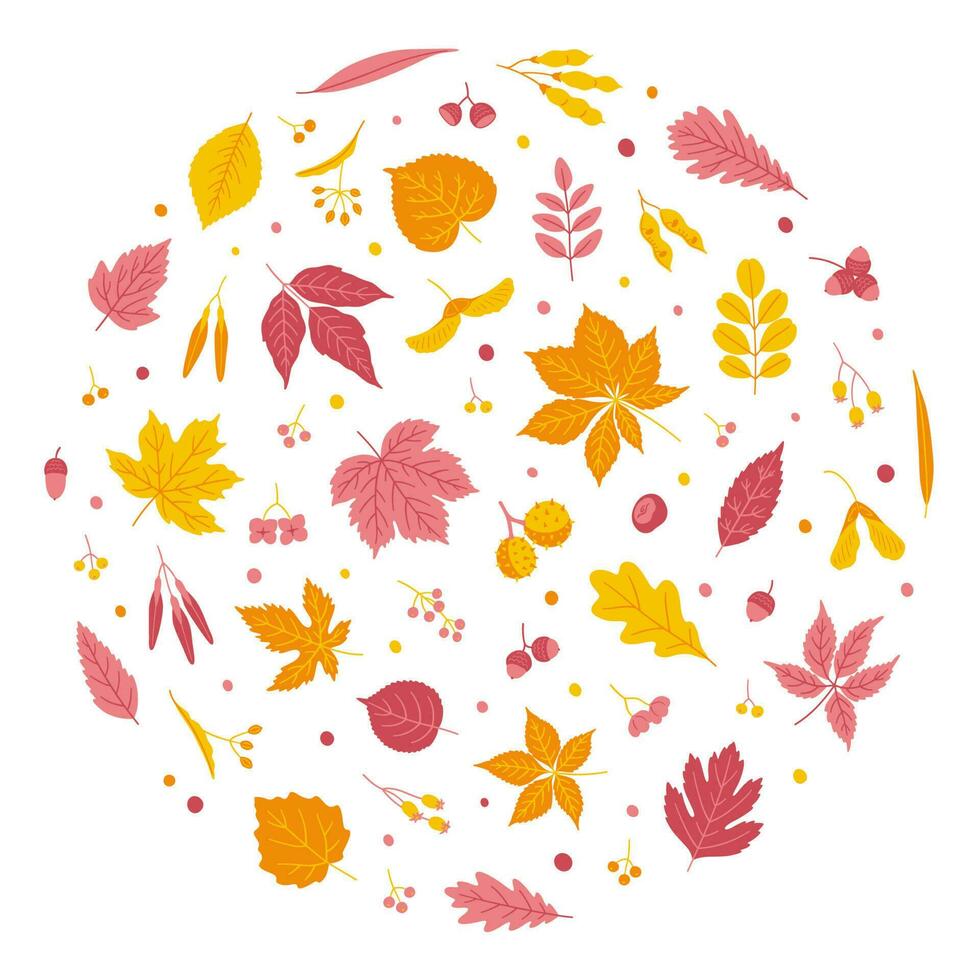 Set of autumn leaves and seeds on white background. vector