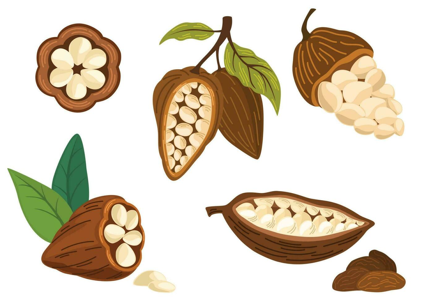 Cocoa beans. Cacao plant, Chocolate cocoa beans tree. Vector flat illustration for printing, menus, packages, postcards and products.