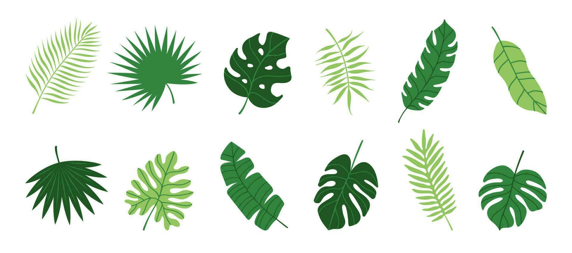 Set of hand drawn tropical leaves on a white background. Palm, banana leaf, monstera. Vector flat cartoon illustration.