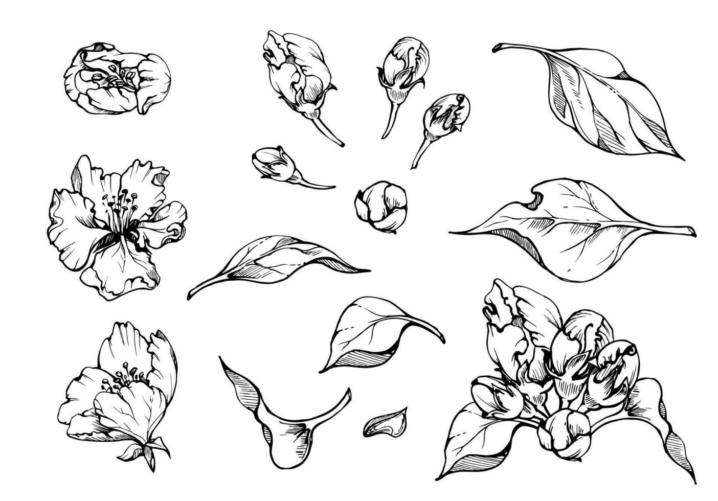 Hand drawn ink composition with apple blossom on branches, green leaves, white and pink flowers. Isolated object on white background. Design for wall art, wedding, print, fabric, cover, card. vector