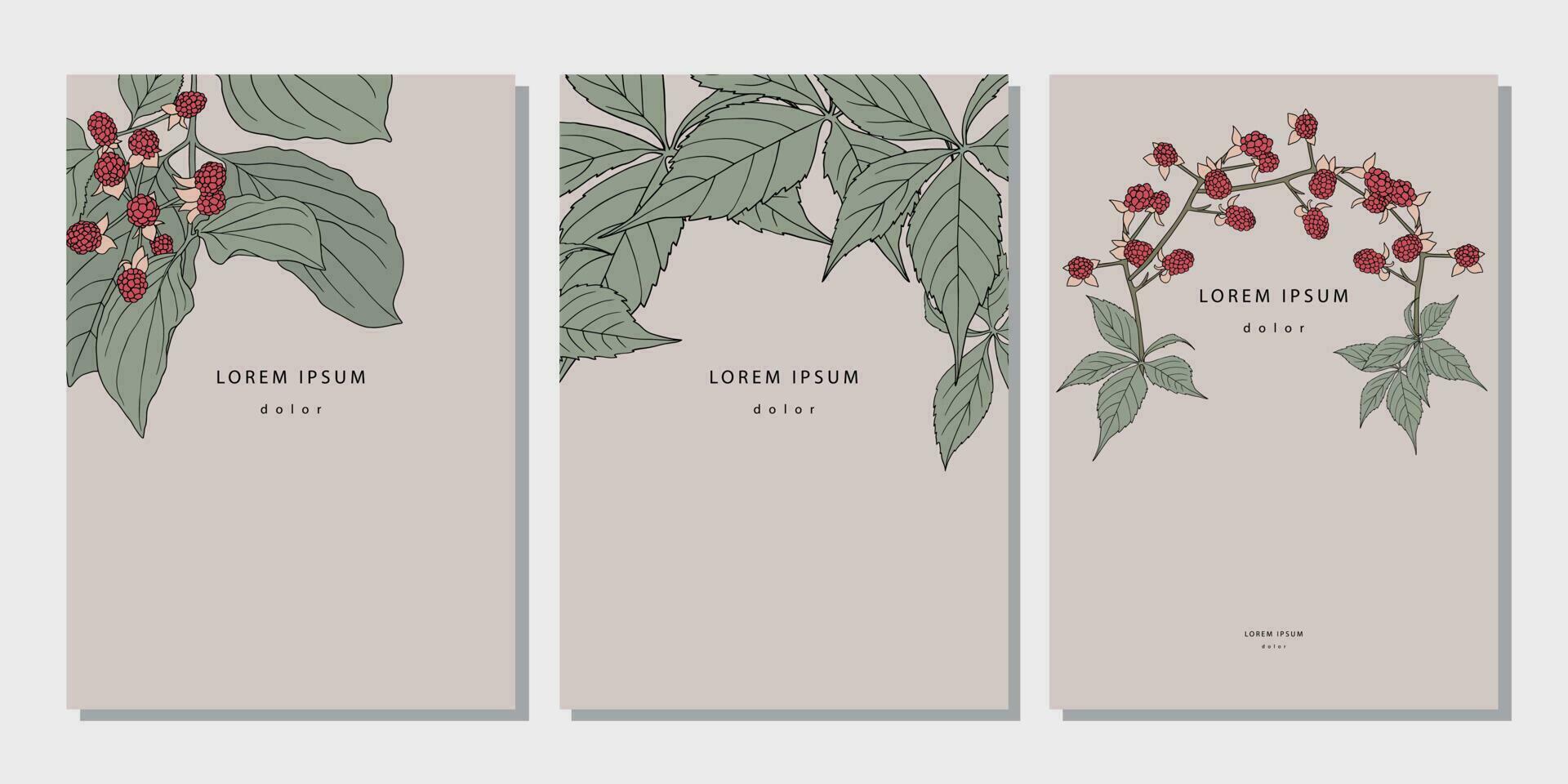 Set of vintage botanical templates with raspberry branches vector