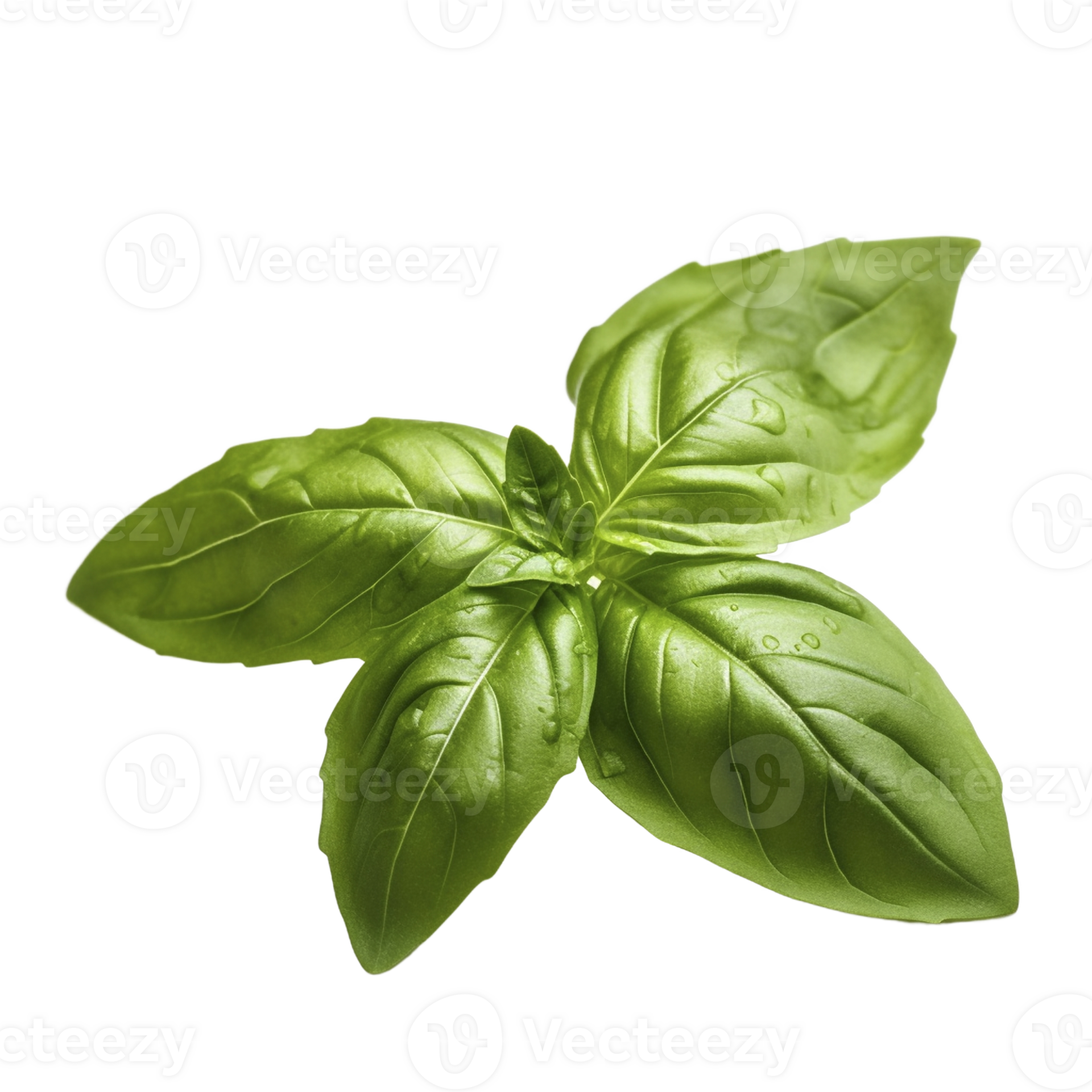 Fresh basil leaves on transparent background, created with 23651825 PNG