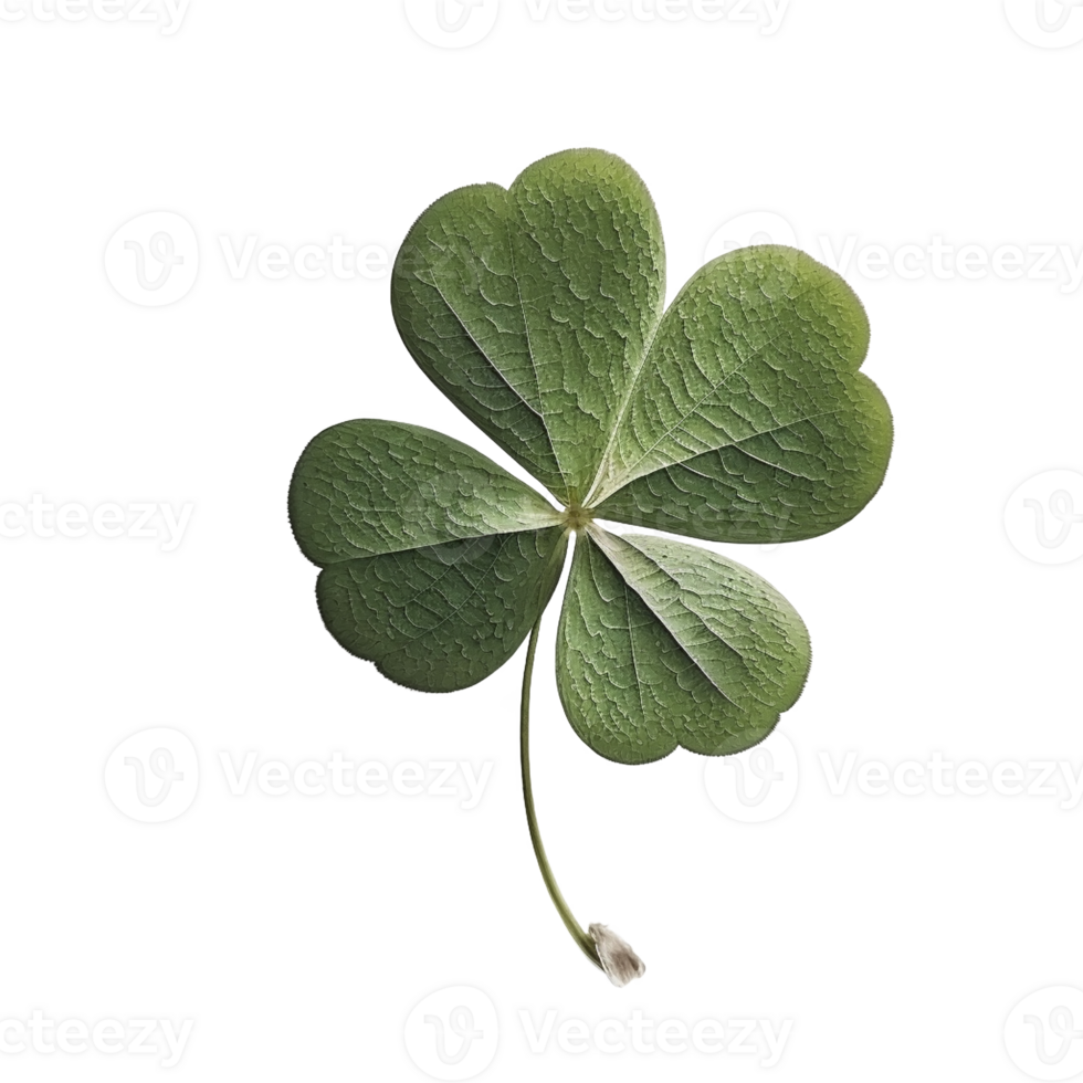 Clover leaves on transparent background, created with png