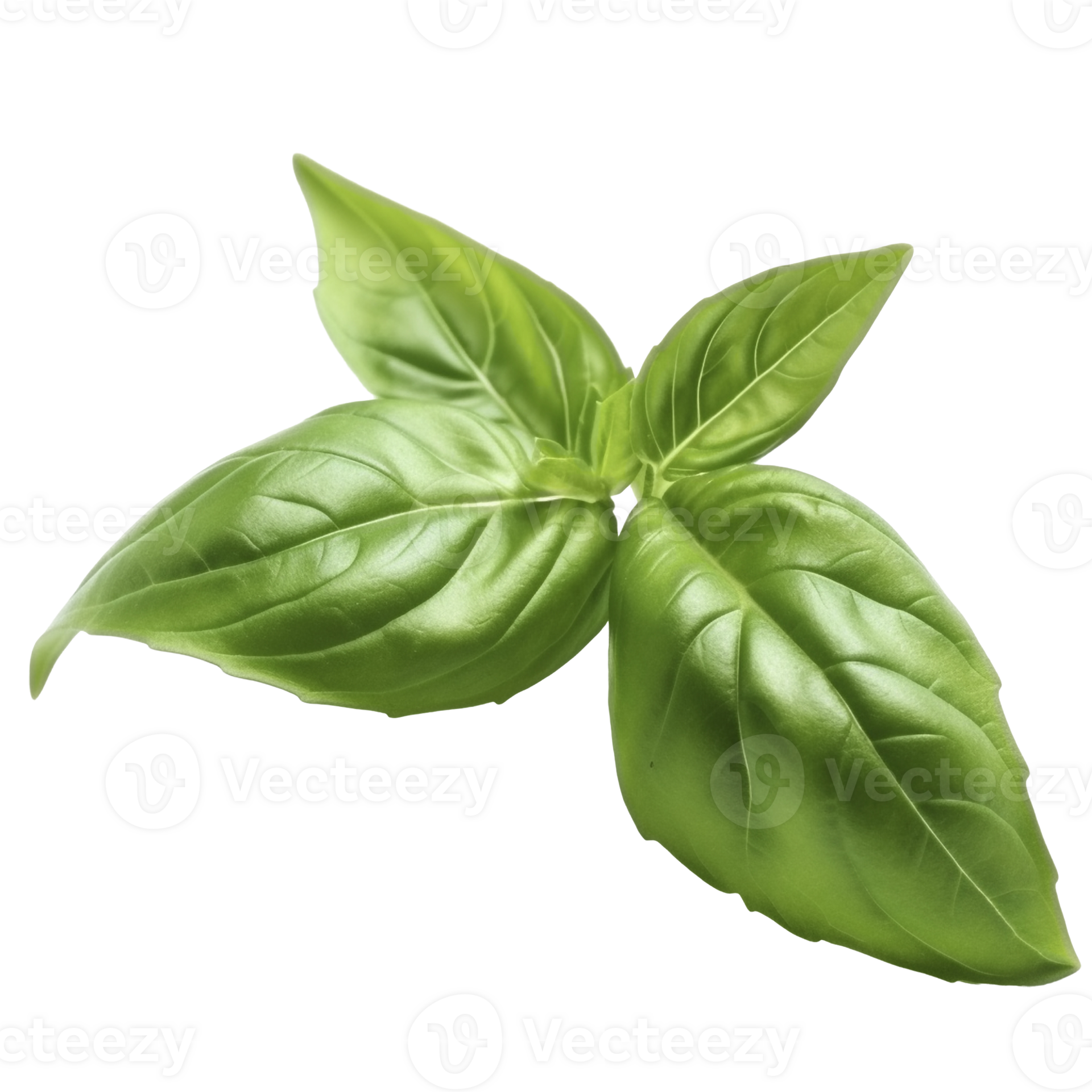 Fresh basil leaves on transparent background, created with 23651832 PNG