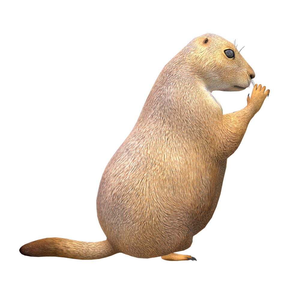 Prairie Dog isolated on a Transparent Background png