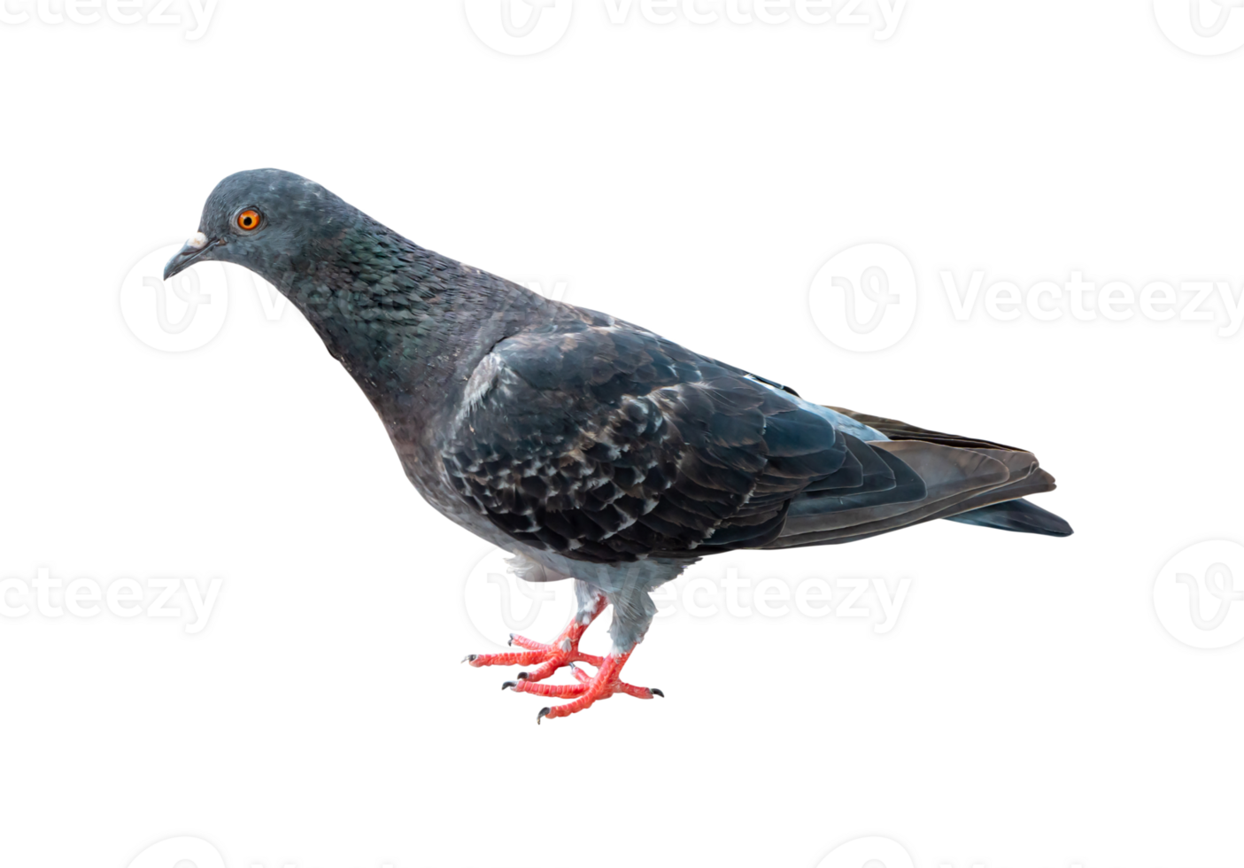 Single wild pigeon standing isolated with clipping path in png file format