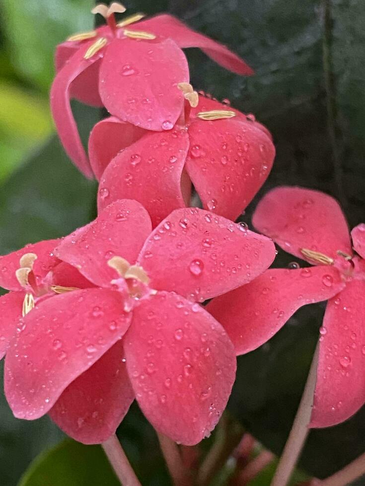 Natural trees flowers and garden photo