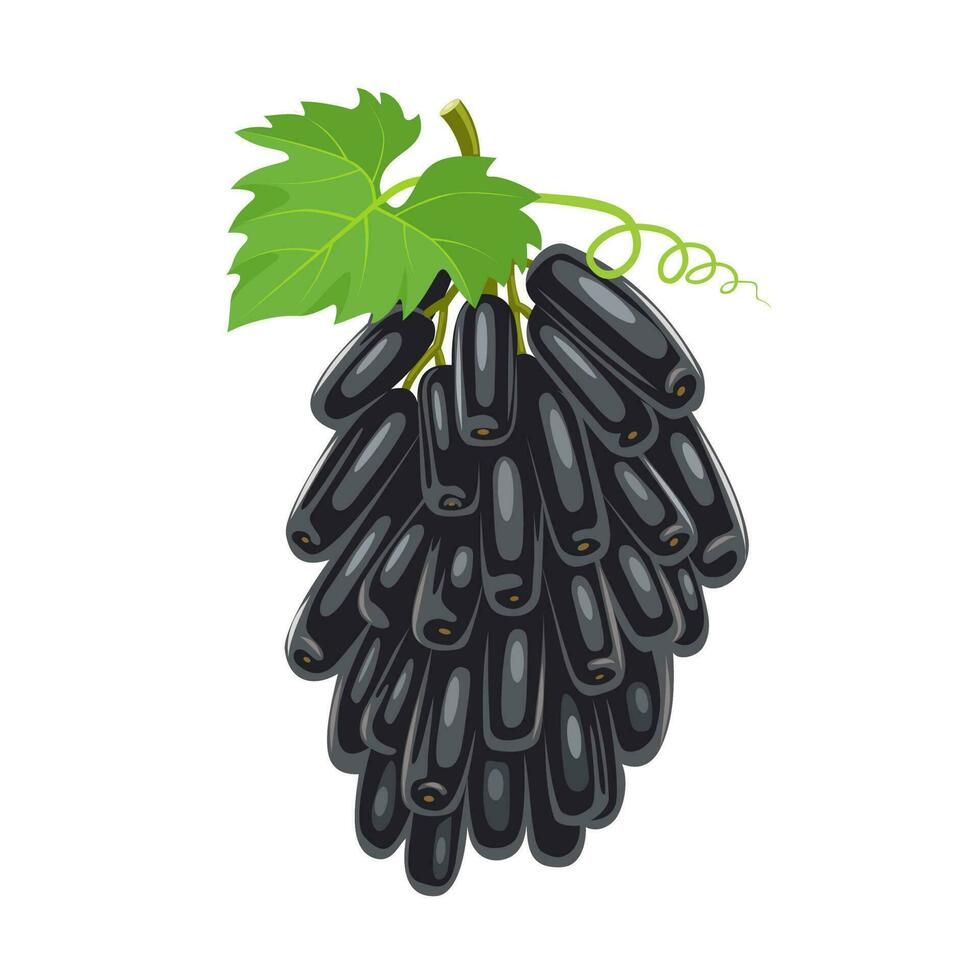 Vector illustration, Moon Drop grapes are also known as Sweet Sapphire grapes, isolated on a white background.