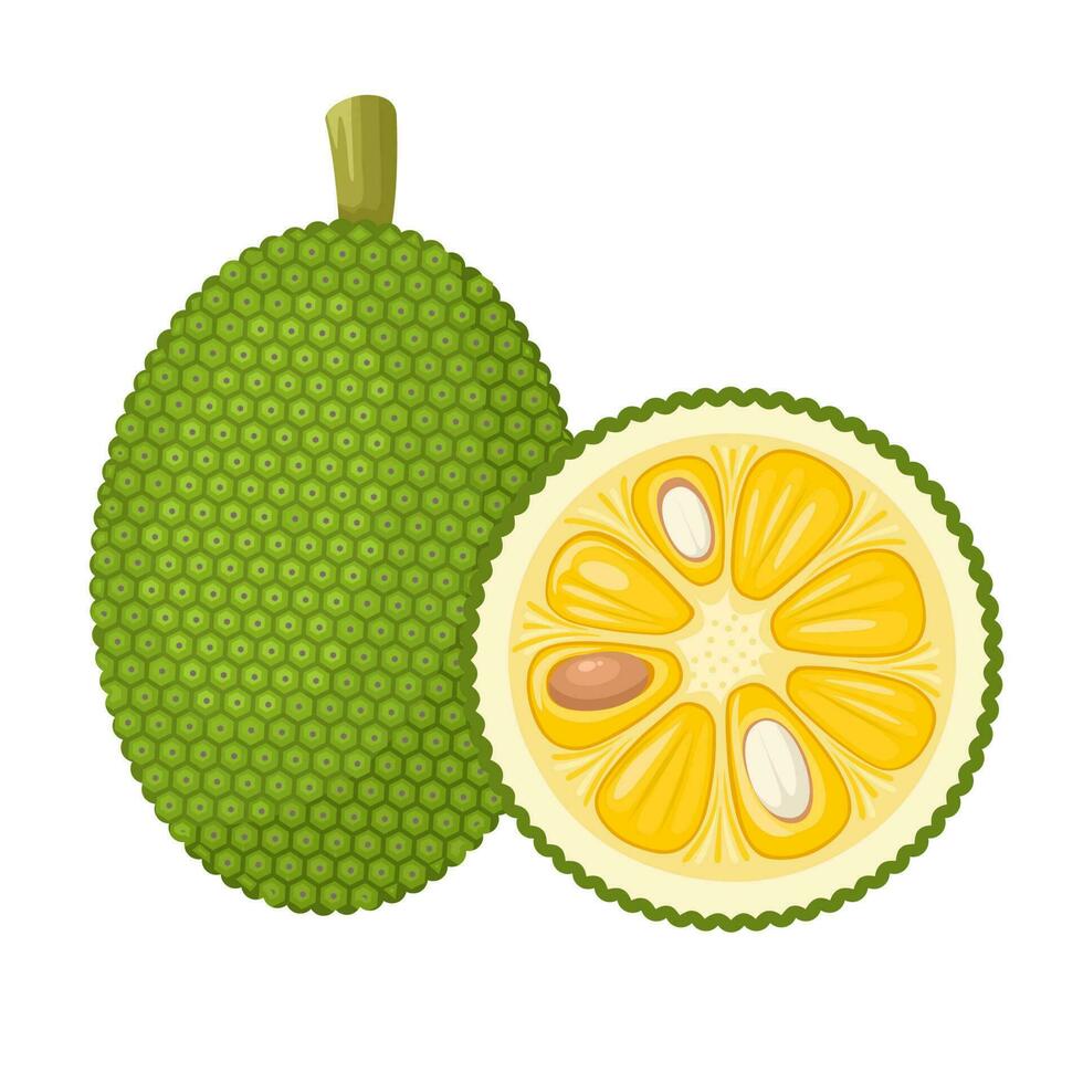 Vector illustration, Whole and half jackfruit isolated on a white background. Tropical fruit in flat style.