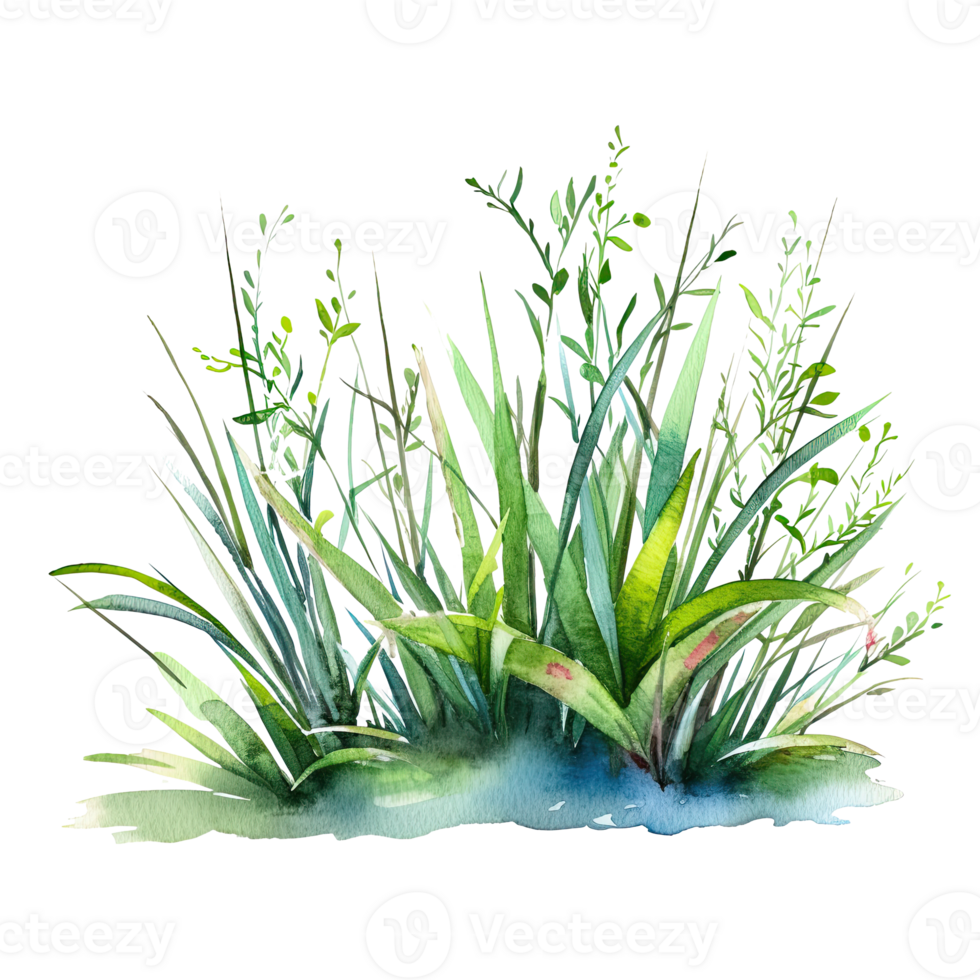 Watercolor green grass. Illustration png