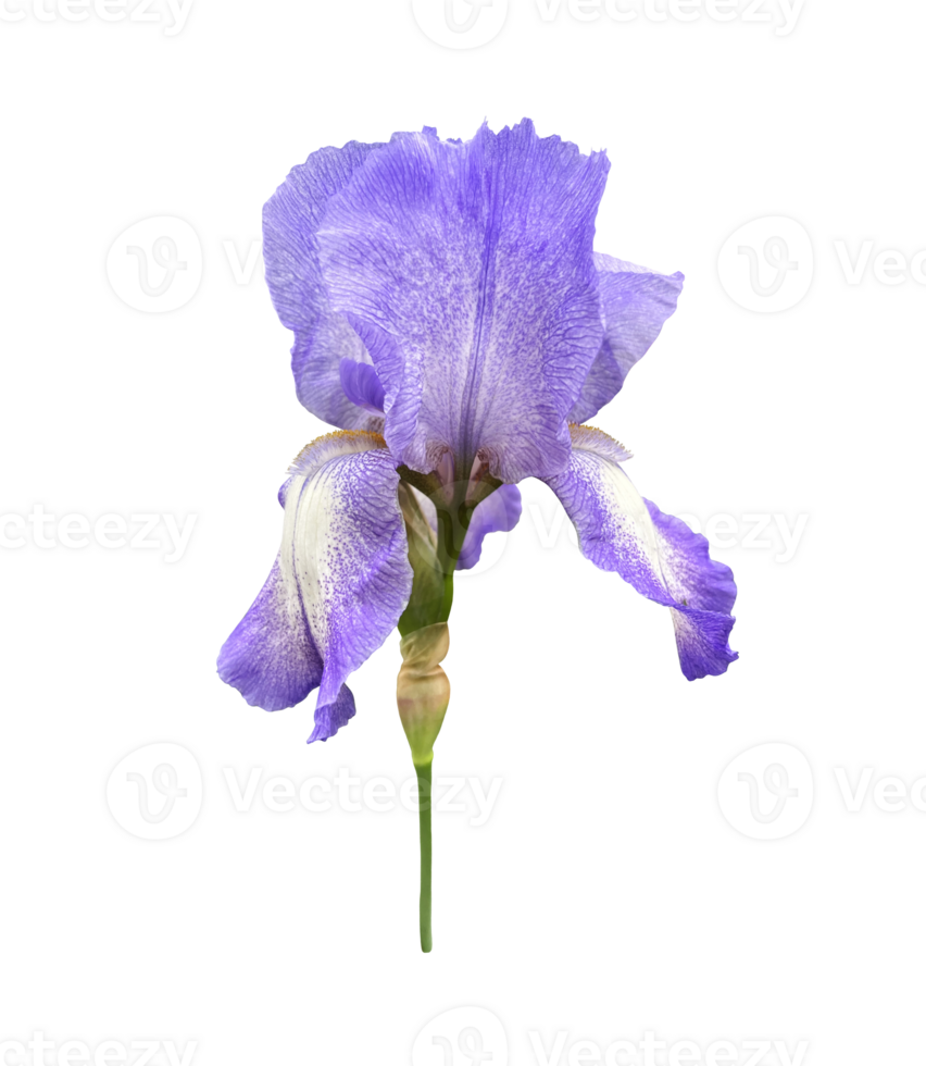 Iris light violet flower with leaves close-up, cutout with clipping path object on transparent background, floral element of design, decor png