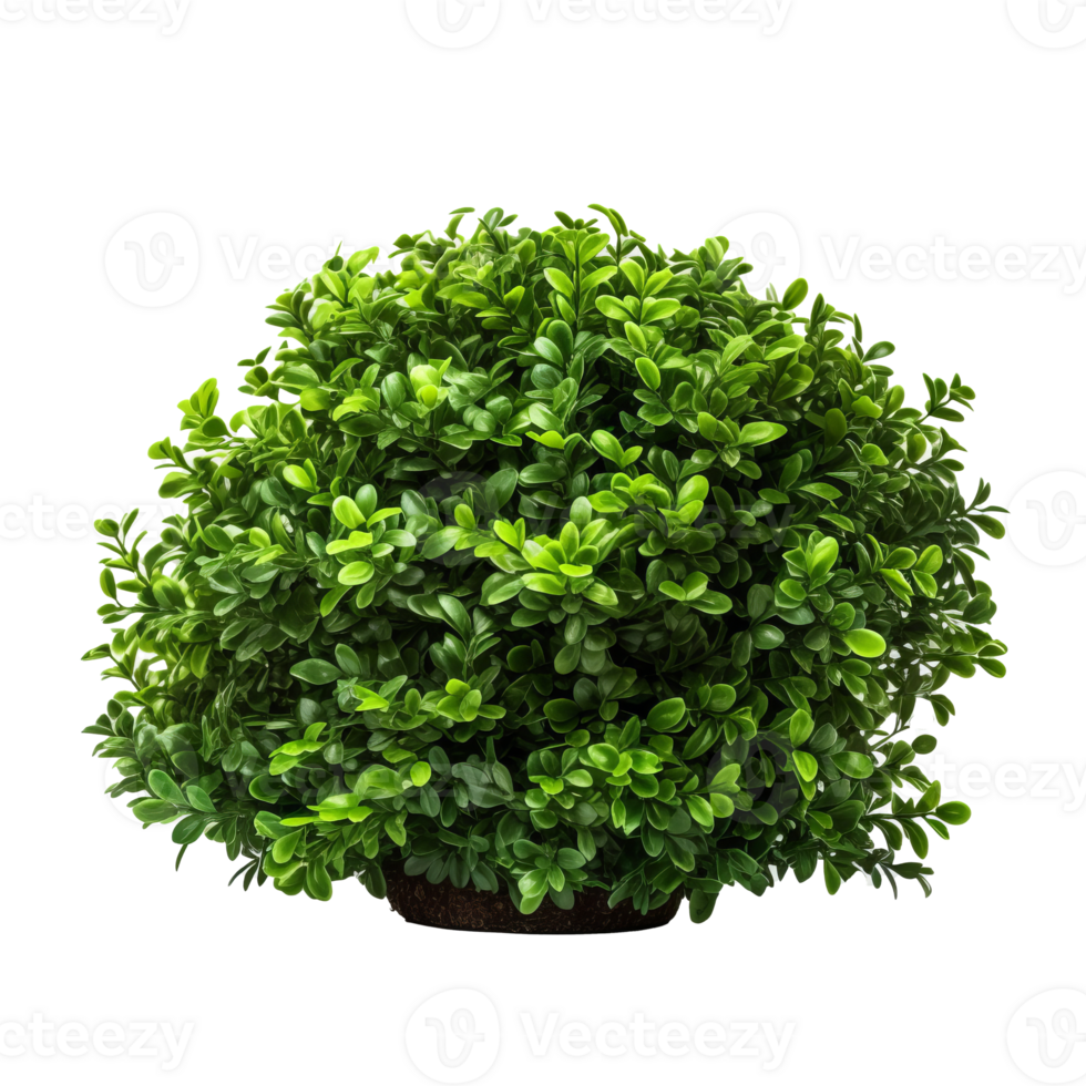 Green bush isolated. Illustration png