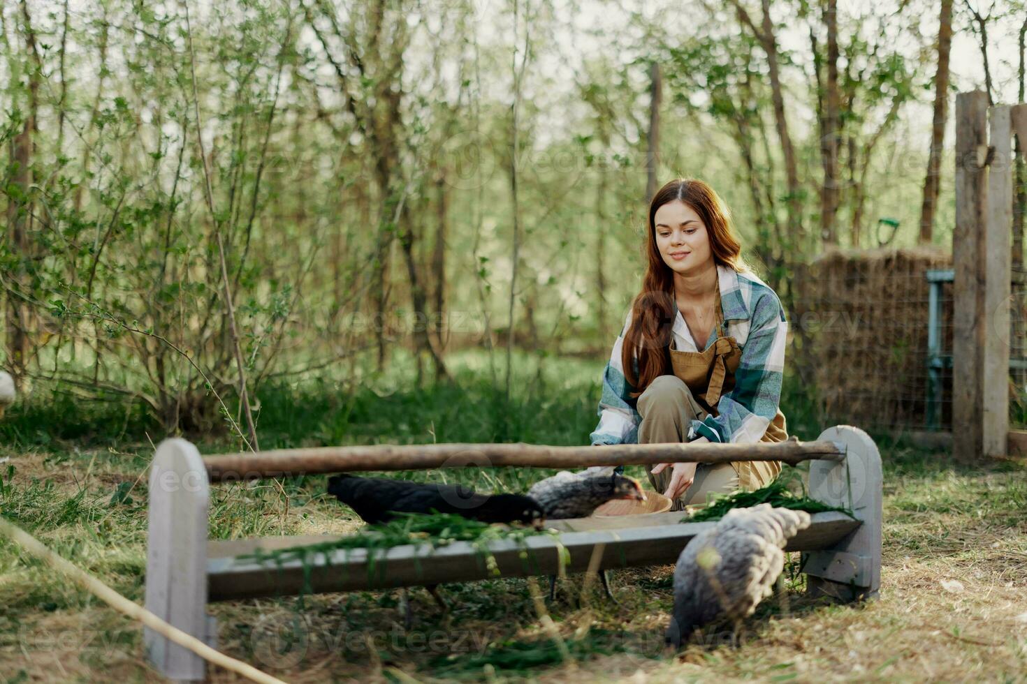 mujer granjero sonrisas y vierte comida para el aves a el pájaro alimentador a el pollo granja foto