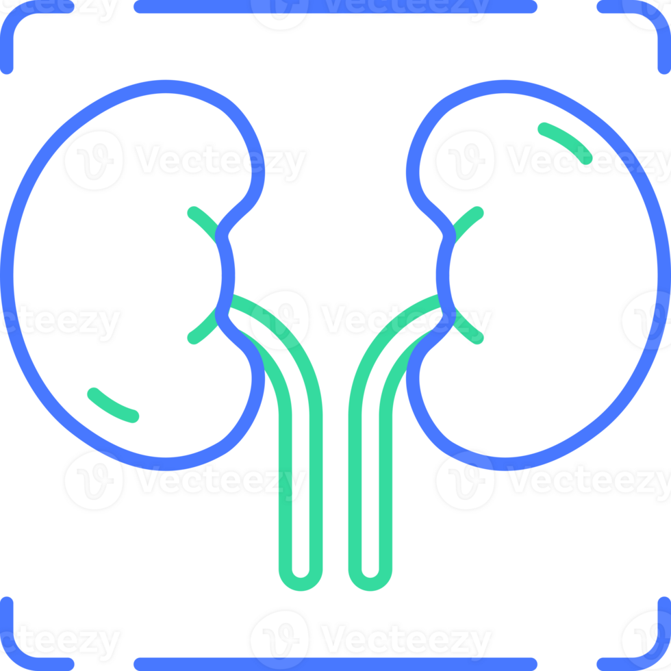 kidney line icon png