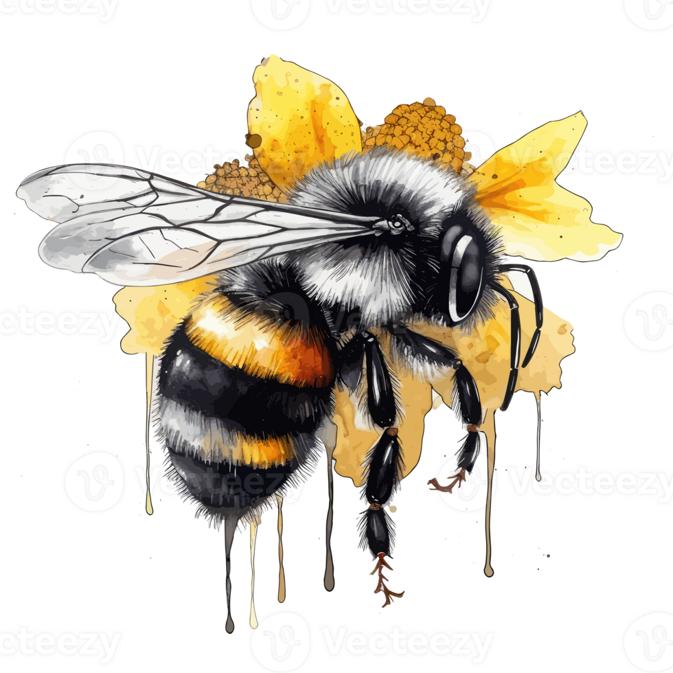 watercolor bee honeycomb honey flowers . png