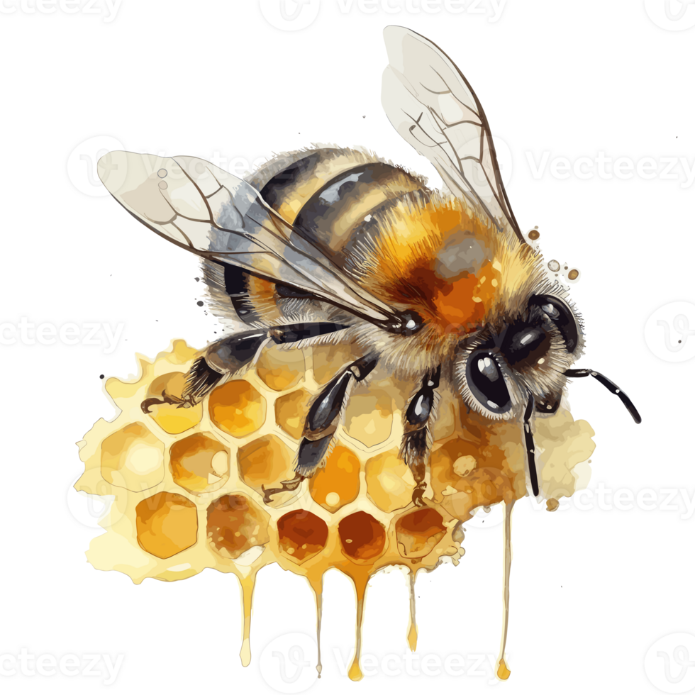watercolor bee honeycomb honey . png