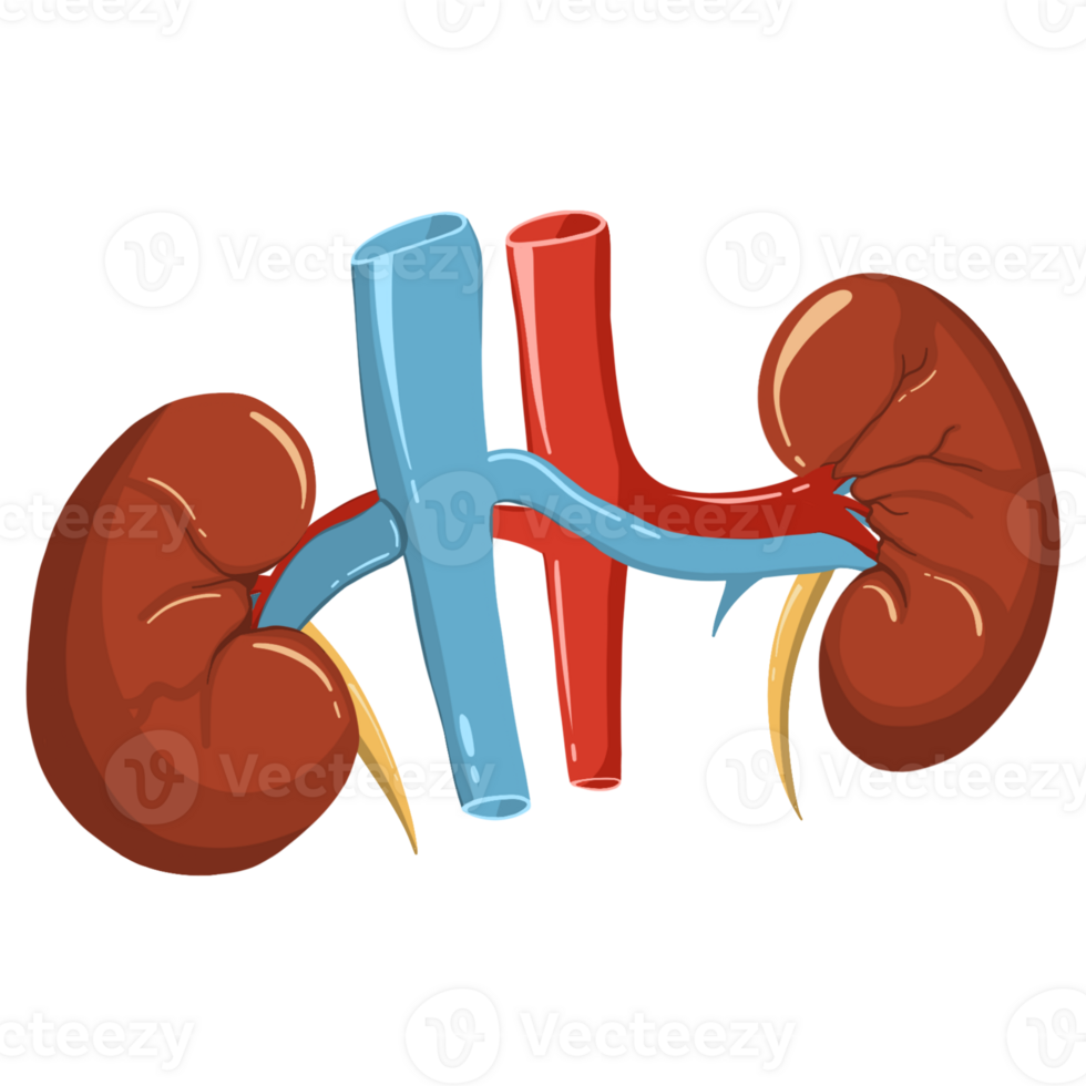 Anatomy Human Kidney png