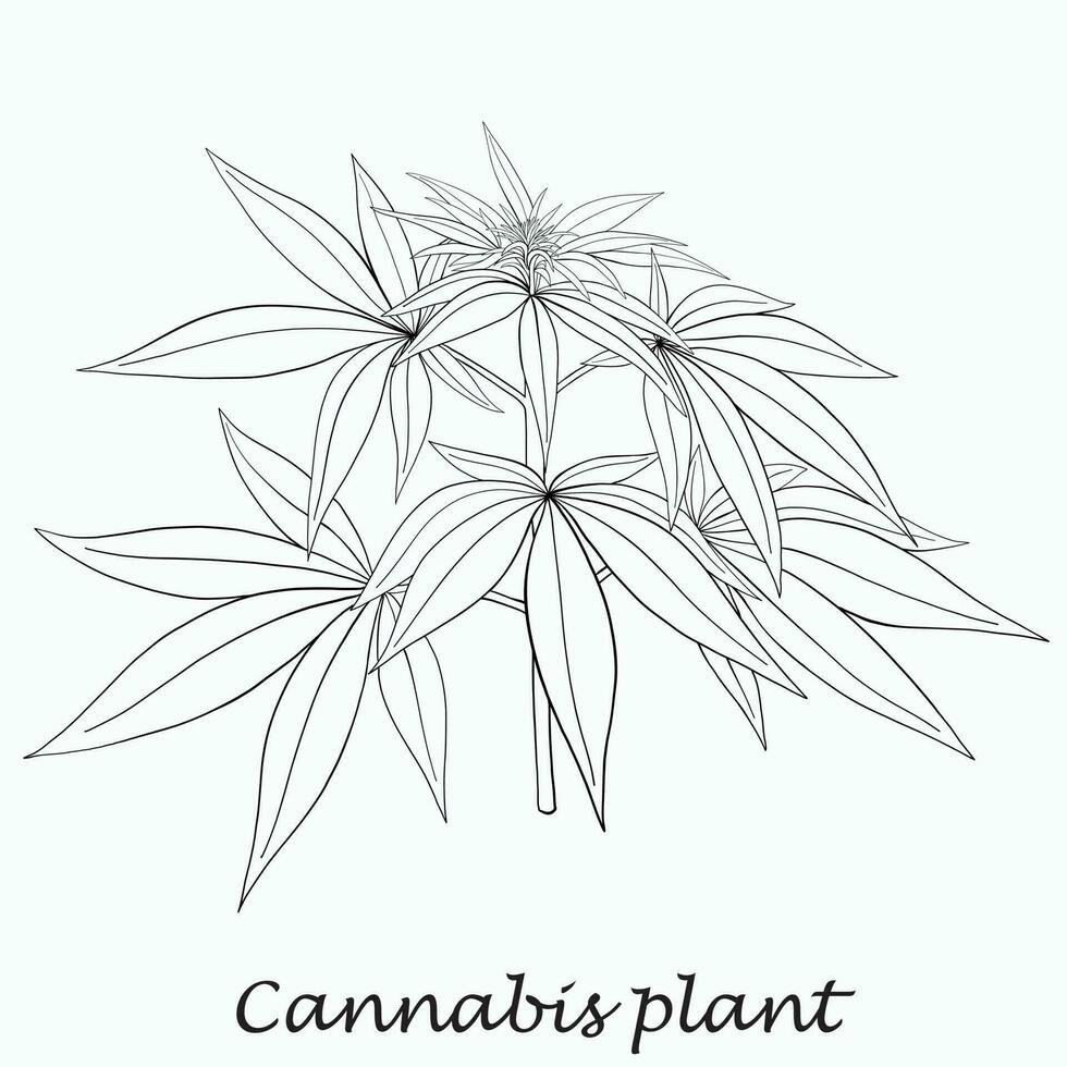 Simplicity cannabis plant freehand drawing flat design. vector