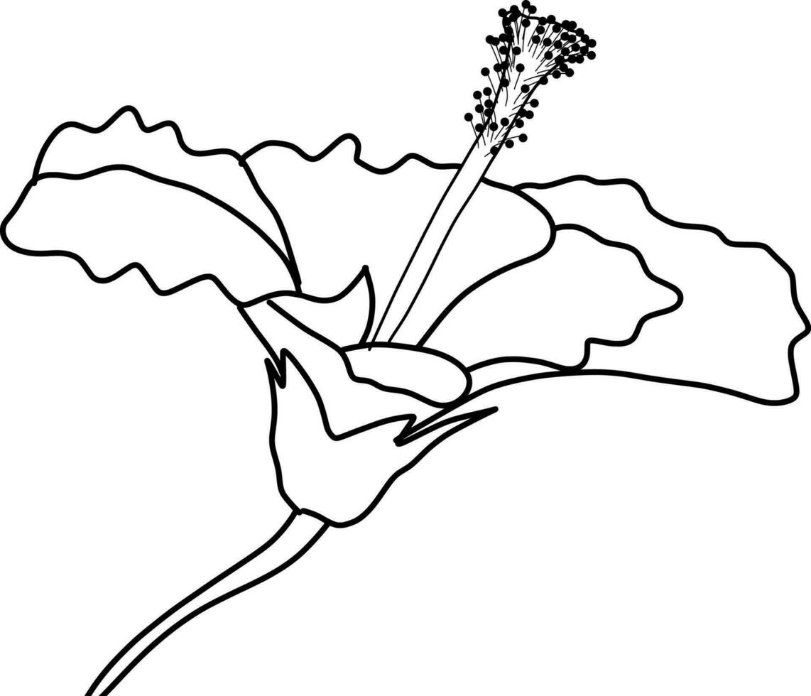 Skecth of Hibiscus Flower vector