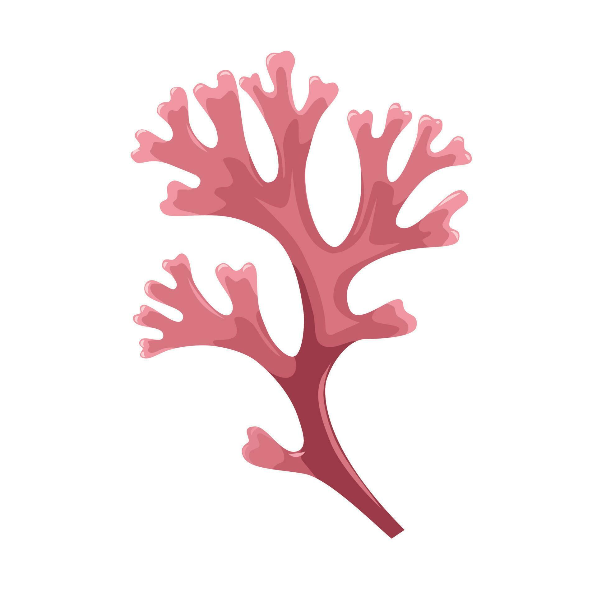 Vector illustration, Chondrus crispus, commonly called Irish moss or