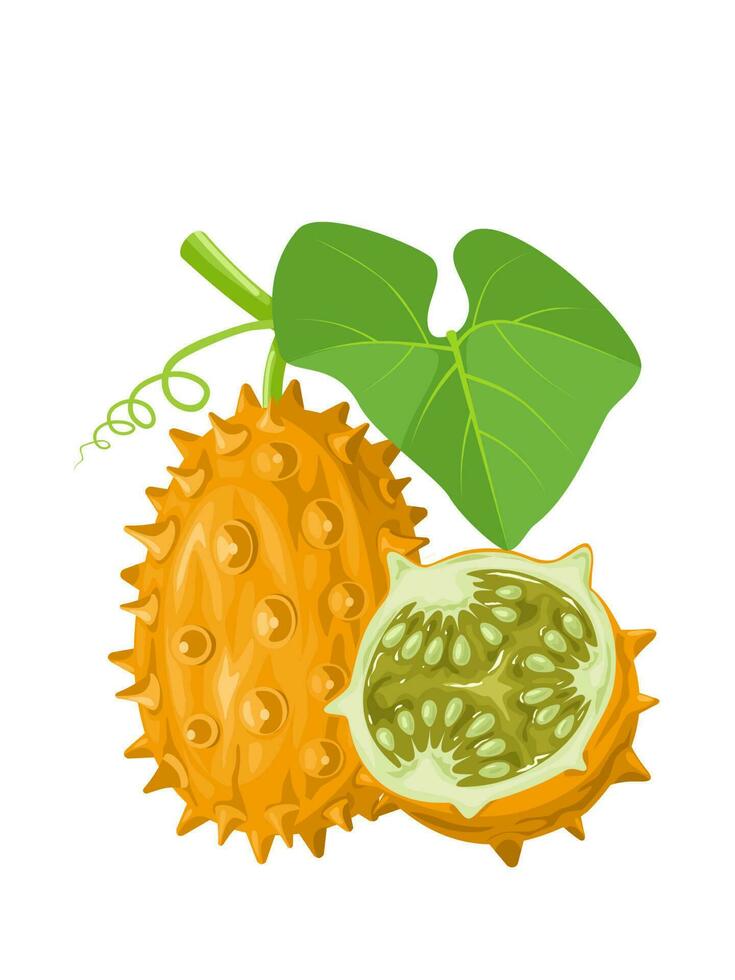 Vector illustration, kiwano or melano fruit, scientific name Cucumis metuliferus, isolated on white background.