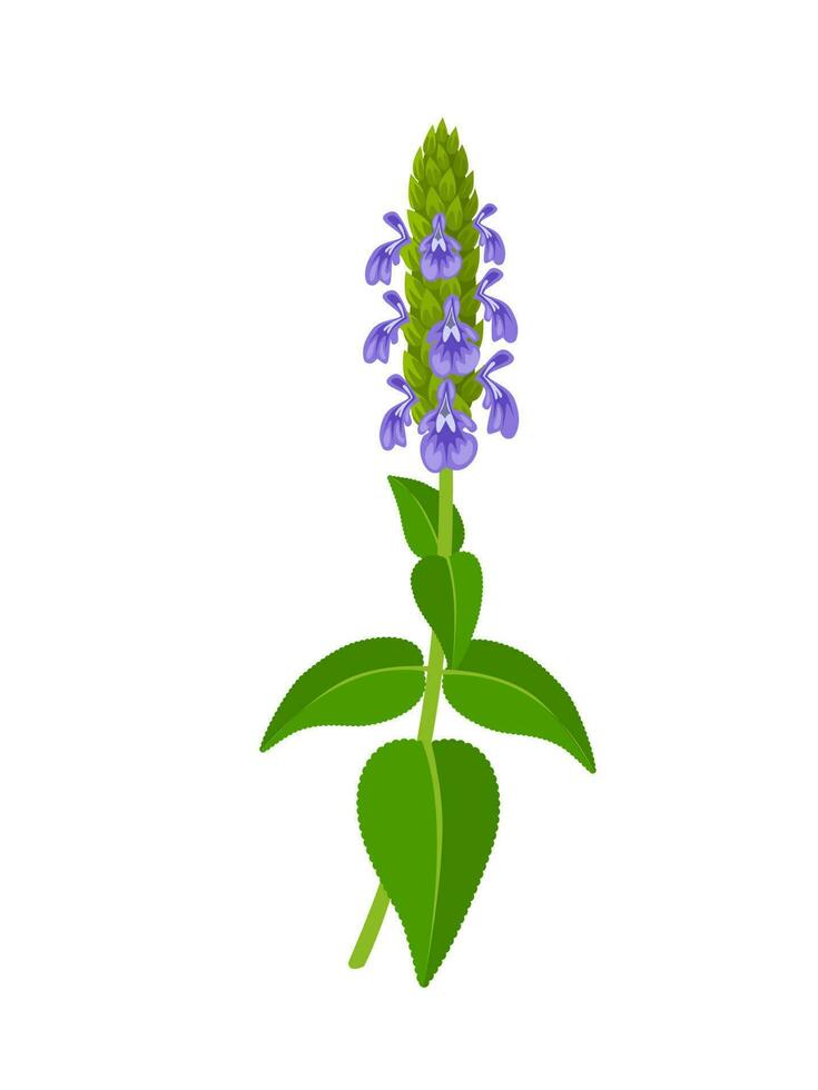 Vector illustration, chia flower or Salvia hispanica, isolated on white background.