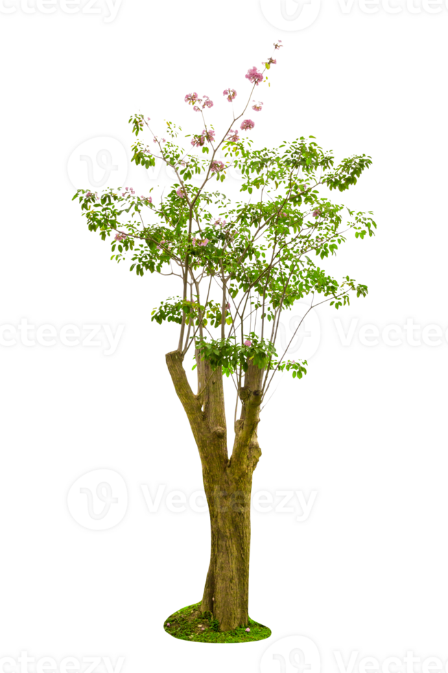 Pink Trumpet Tree or Tabebuia Rosea Isolated png