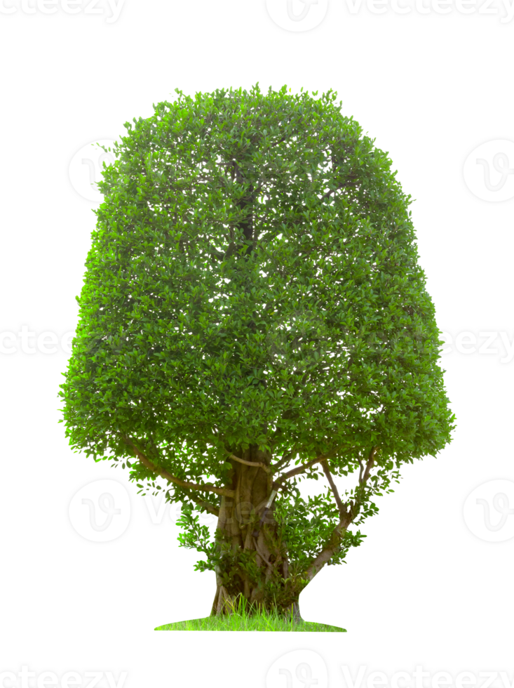 Bonsai Tree Isolated png