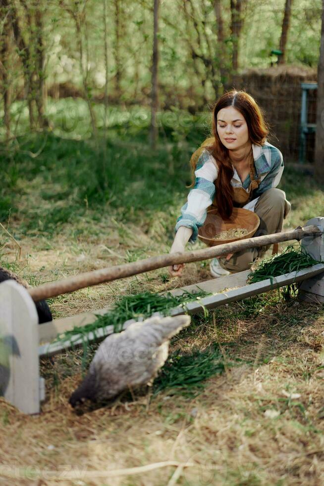 Woman farmer smiles and pours food for the birds at the bird feeder at the chicken farm photo