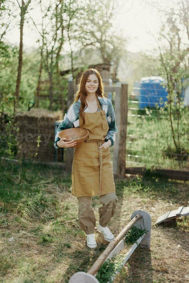 A young woman works on a farm and pours fresh feed from a bowl to feed the chickens and makes sure the food is clean and organic for the health of the faces and chickens on a summer sunny day photo