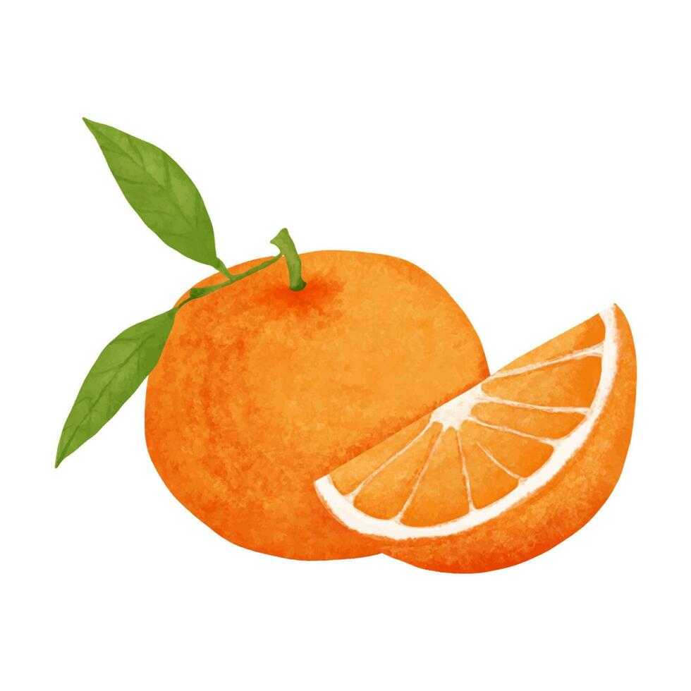 Watercolor orange fruit isolated on white background. Hand drawn illustration. vector