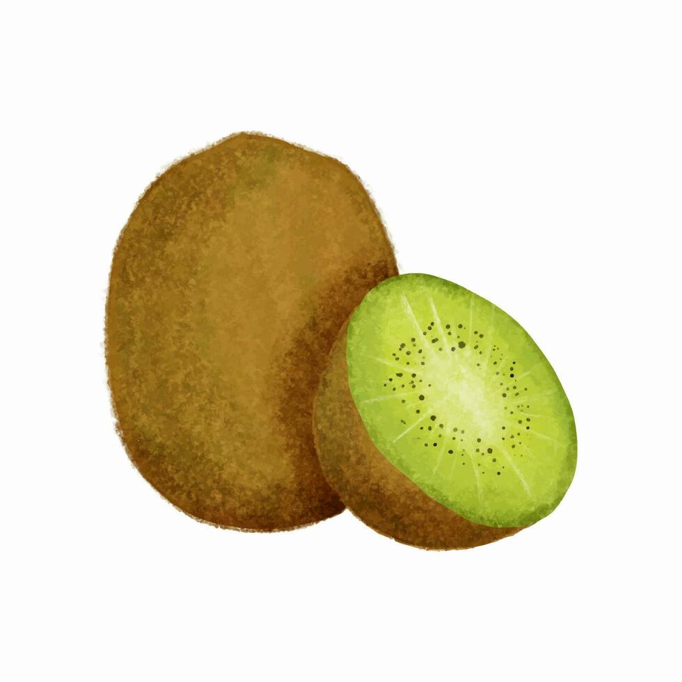 Kiwi fruit isolated on white background. vector
