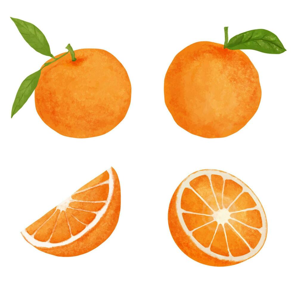 Watercolor orange fruit isolated on white background. Hand drawn illustration. vector